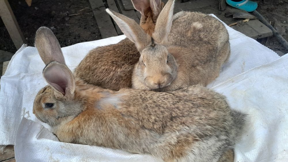 Продам трьох крольчих по 3.5 місяців