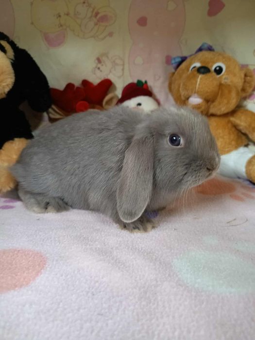 Sprzedam króliczki mini loop mini lop