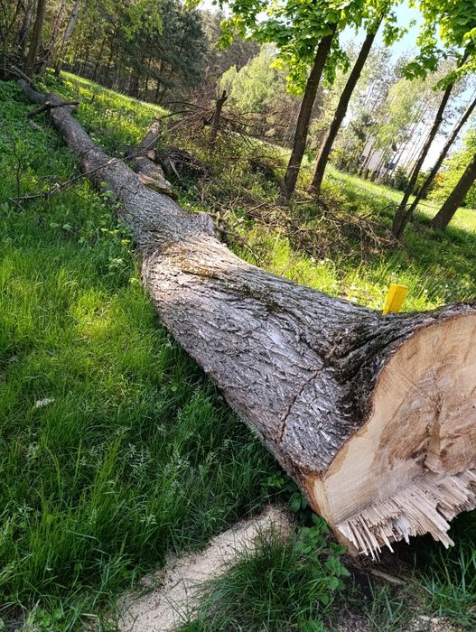 Sprzedam kłody Jasiona,Lipa,Lim