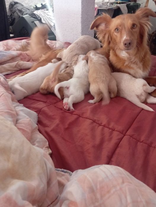 Filhotes de cães porte médio/ pequeno