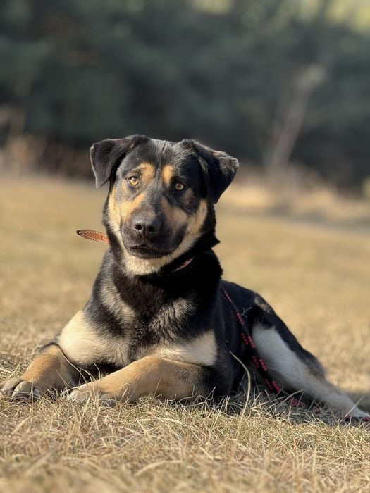 Piesek do Adopcji