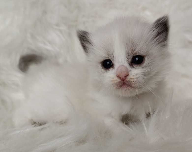 Ragdoll  kocurek z rodowodem WCF
