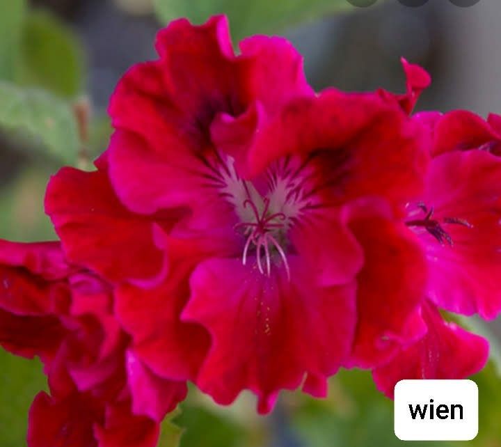 Пеларгонія королівська.