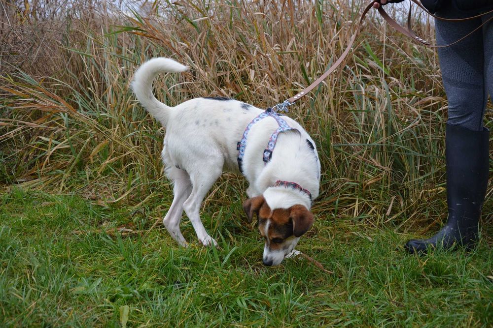 Brodi - słodki pycholek szuka nowego domu ADOPCJA