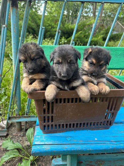 Цуценята вівчарки