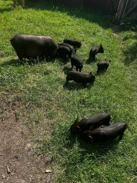 В'єтнамскі свині