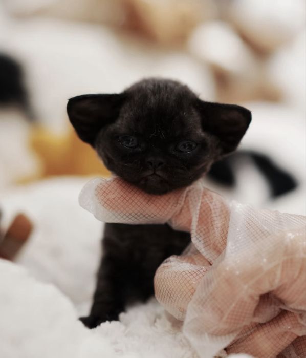 Devon Rex  preto menina