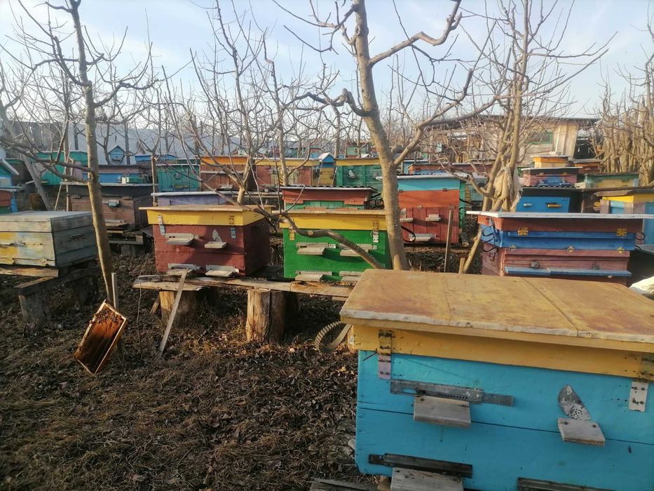 Продам бджолопакети