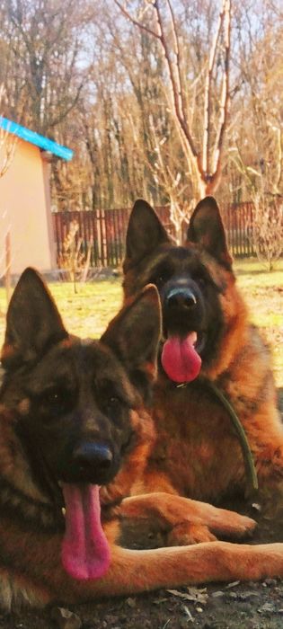 Продам Німецьку вівчарку