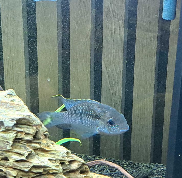 Akara błękitna samiec