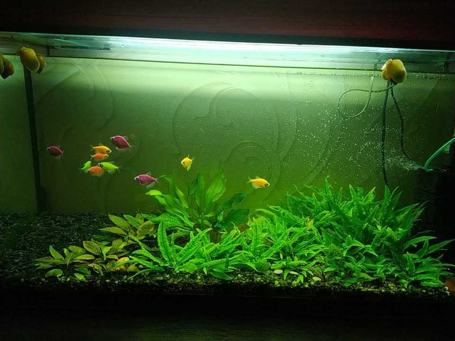 растения в аквариум (8 фото)