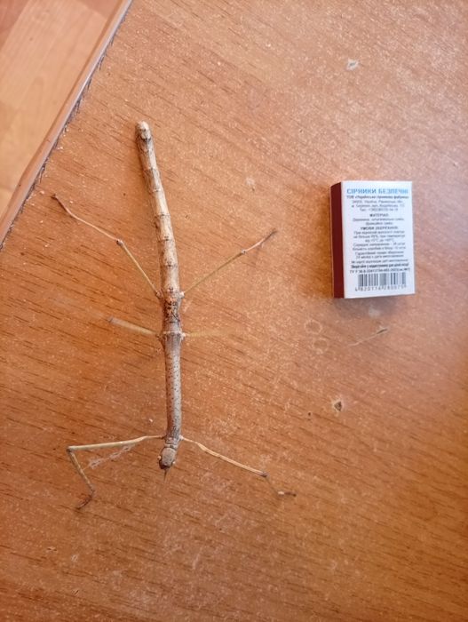 Продам краснокрилих палочників(Phaenopharos khaoyaiensis)