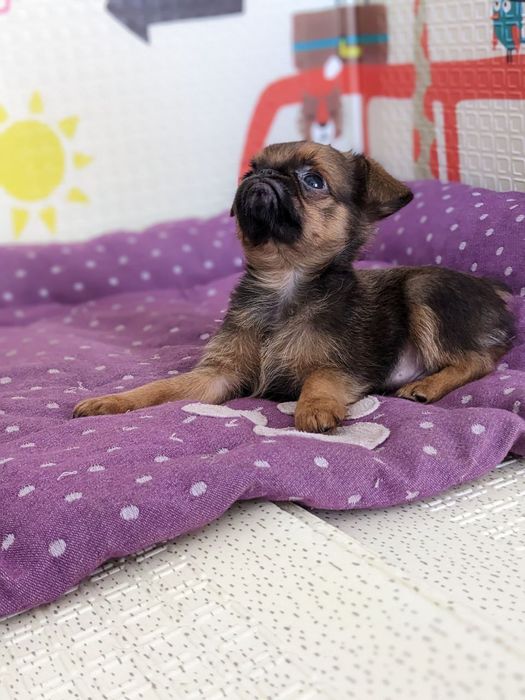 Хлопчик пті брабансон