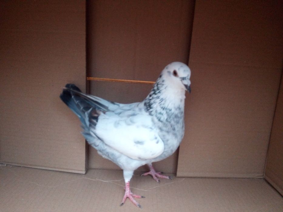 gołębie ozdobne tegoroczne