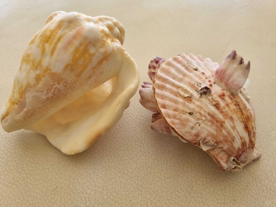 Conchas das caraíbas