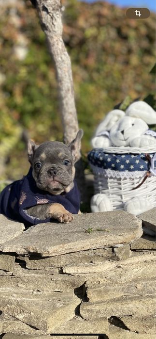 Достойный мальчишка француз