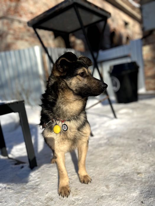 Песик Максік шукає люблячу родину (1 рік, кастрований, перша вакцина)