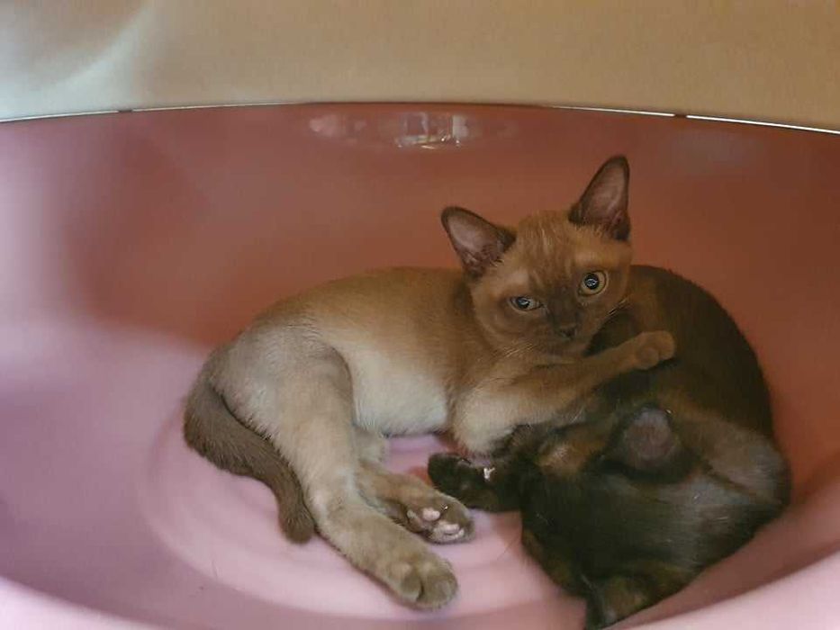 Коты бурмы американской!