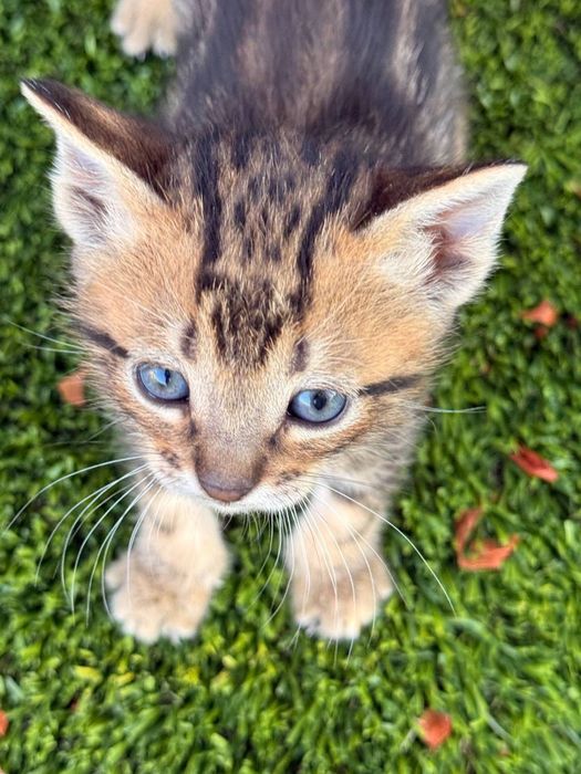 Gatinhos para adoção