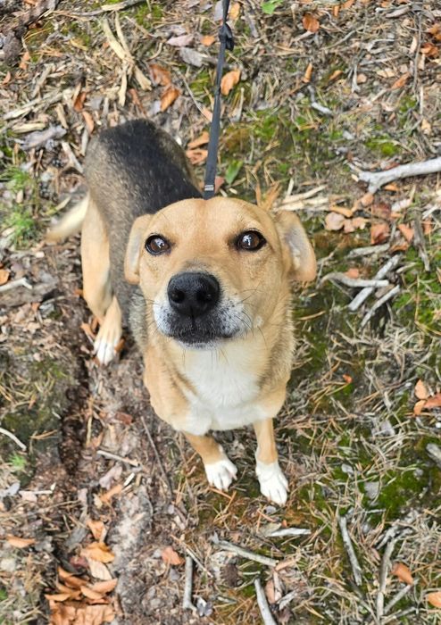 Będę twoim najlepszym przyjacielem