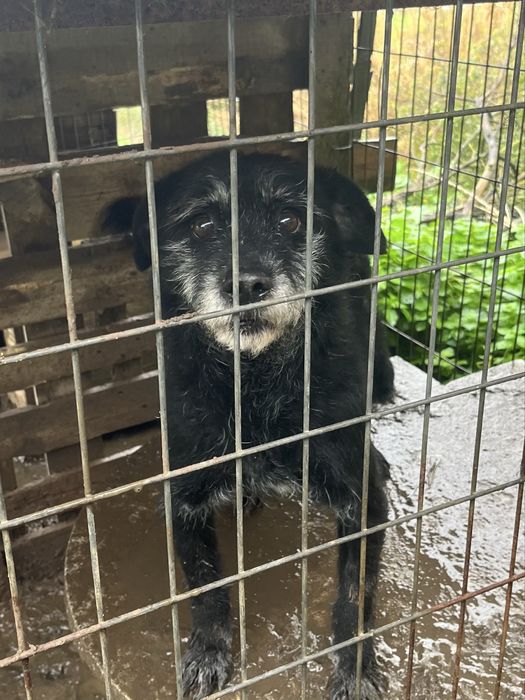 AJUDEM- Cão para Adoção!