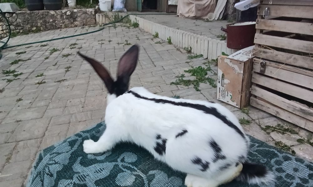 Кролики породи Строкачі самець ціна 300 гр місяць вік 3, 5 місяців