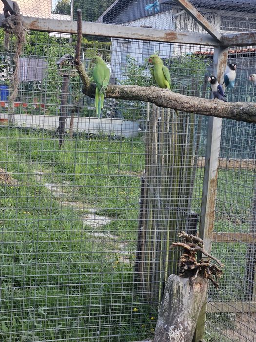 Casal Ring Neck verde