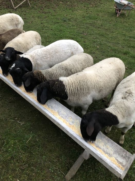 Продам овець породи «Дорпер»