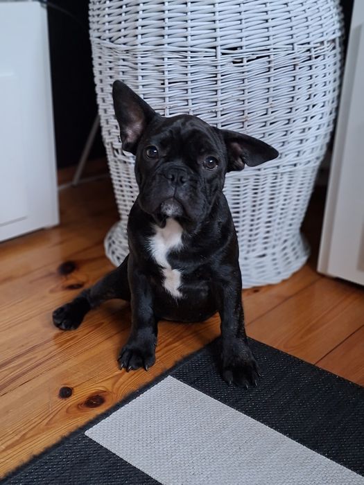 Buldog francuski