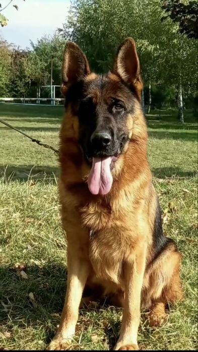 Цуценята Німецької Вівчарки