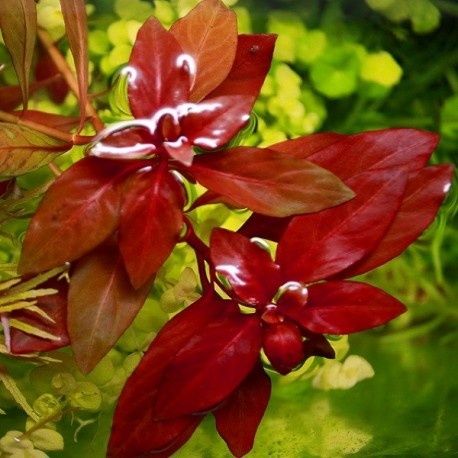 Ludwigia repens rubin (planta aquário)