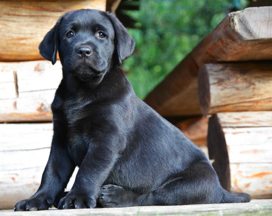 Wyjątkowy szczeniak Labrador Retriever FCI