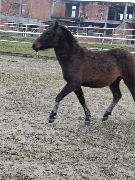 Janosik z Izb wałach