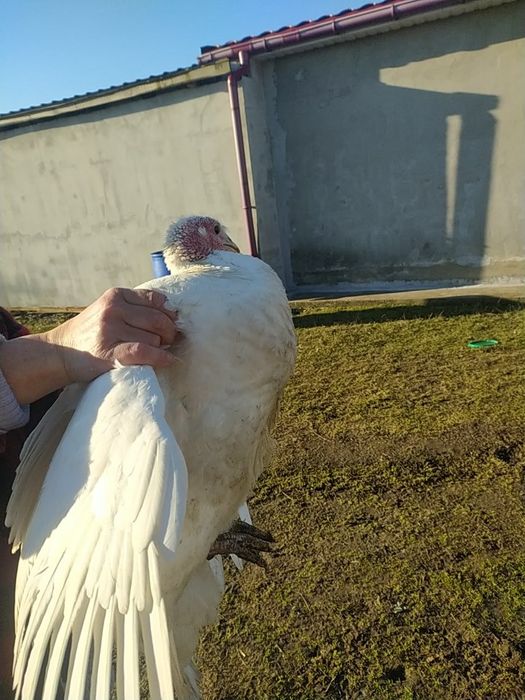 СРОЧНО! Продам индюков.