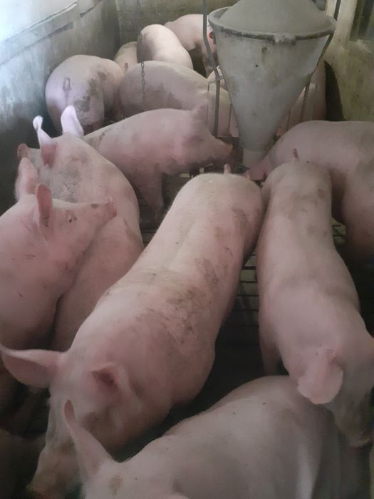 Продам свиней жива вага