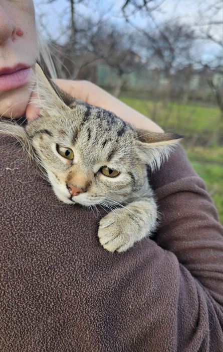 Дітлахи шукають родину у Новорічні свята