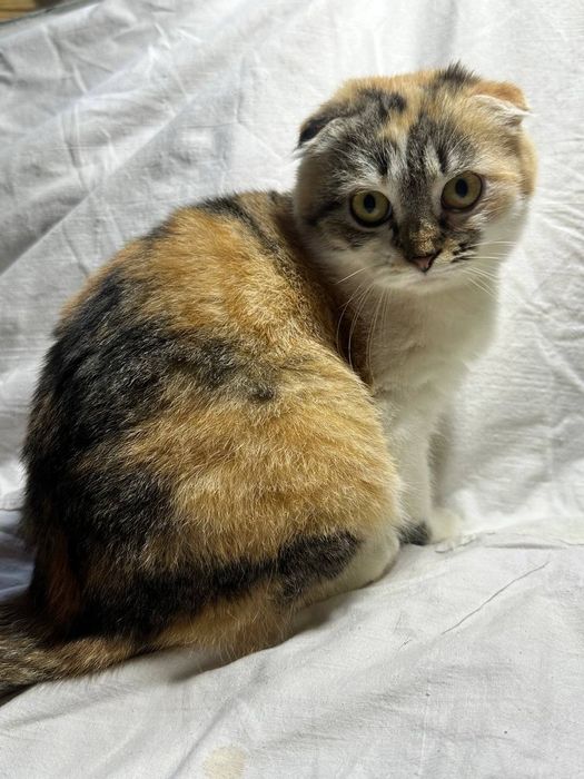 Кішечка шотландка