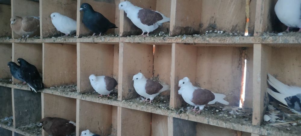 Sprzedam gołębie ozdobne