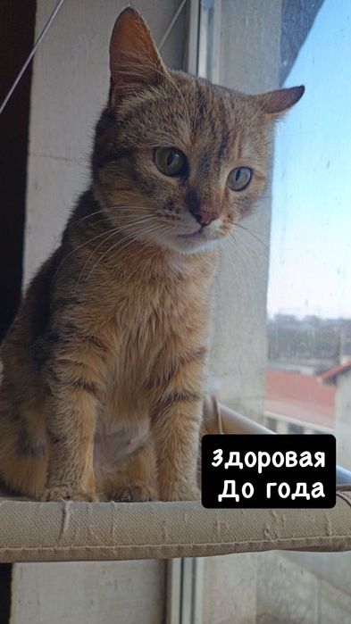 Милая кошечка бесплатно