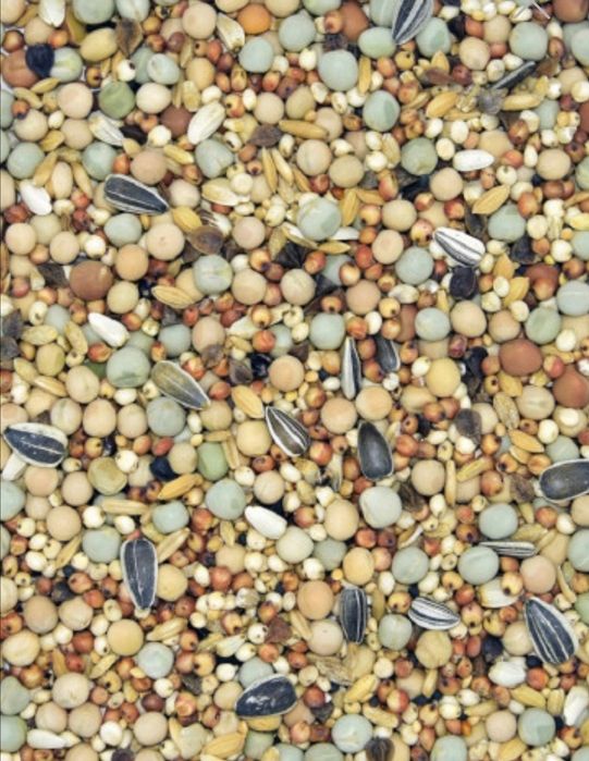 Karma dla gołębi bez pszenicy i kukurydzy