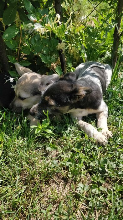 Маленька дівчинка в люблячу родину