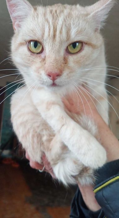 Молодий котик в добрі руки