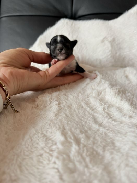 Piesek  Biewer samiec