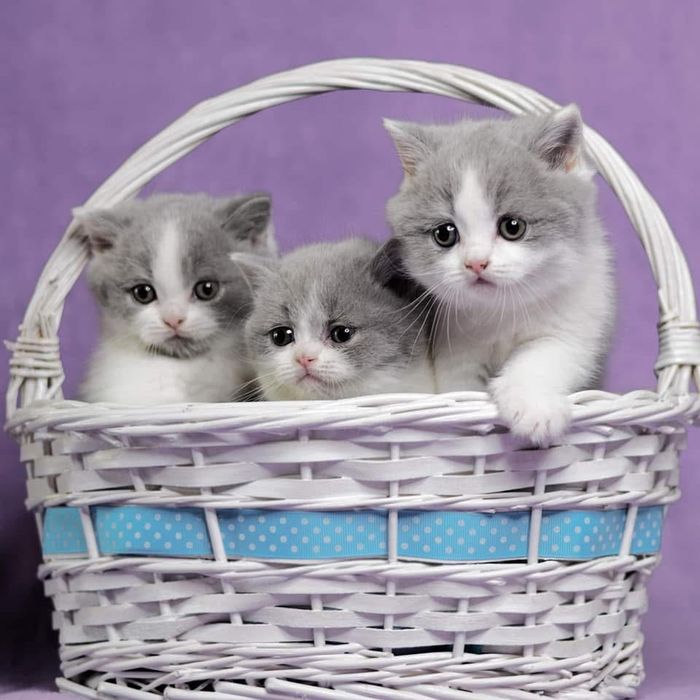 Kocur brytyjski krotkowlosy do hodowli, OKAZJA