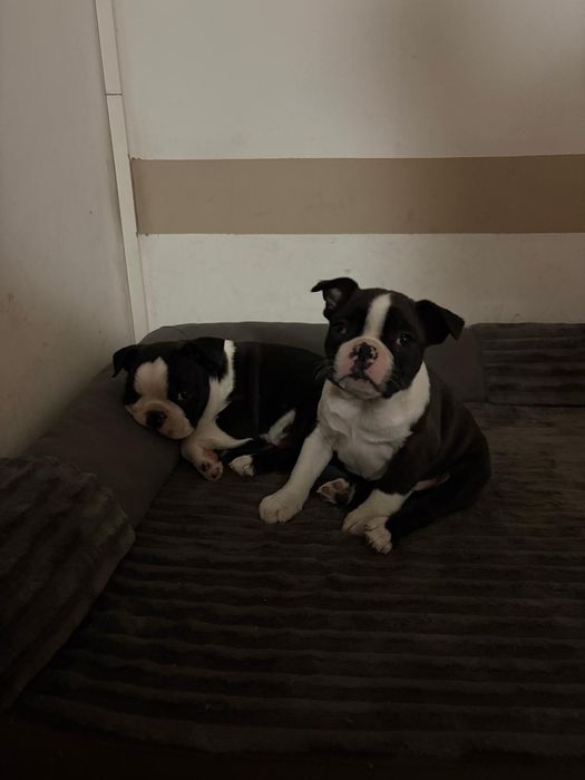 Boston terrier piesek