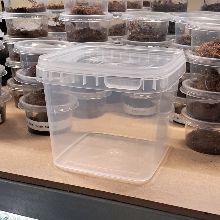 10x Pojemnik przeźroczysty braplast box 12x12x11cm