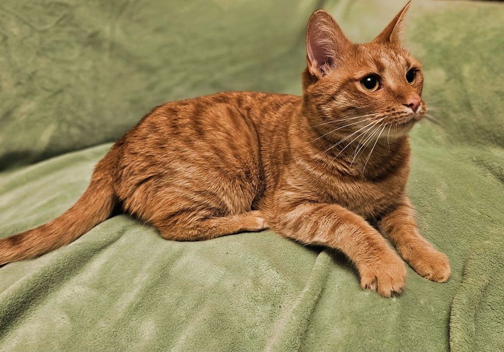 Rudy kot Gustawik szuka domu.