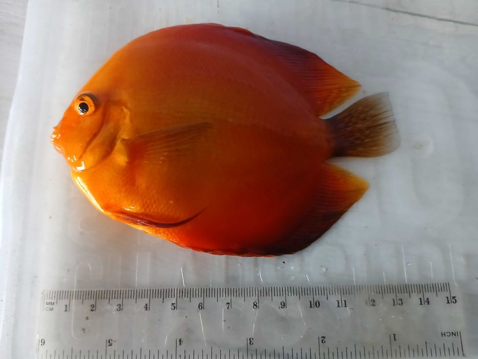 PALETKI *** DYSKOWCE  Red Melon 13- 14cm