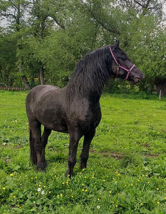 Piękny kary ogier, koń,  fryz