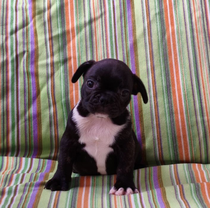 Macho bulldog francês